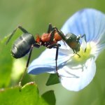 The Ant and the Sluggard: A Lesson in Hard Work